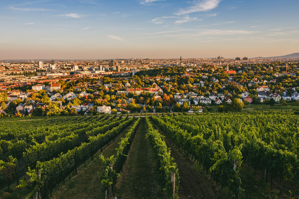 Weinberge über Nussdorf, einem Stadtteil Wiens