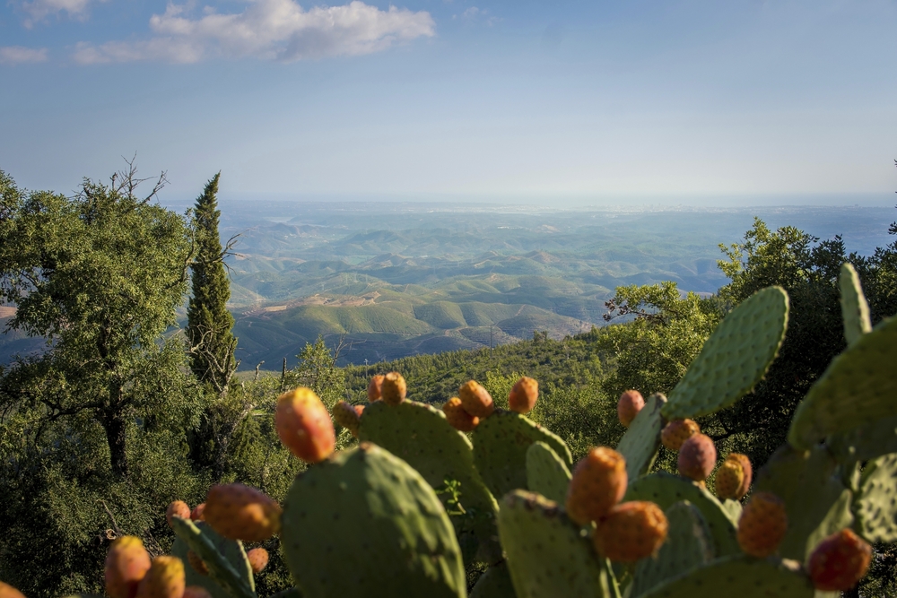 Serra de Monchique