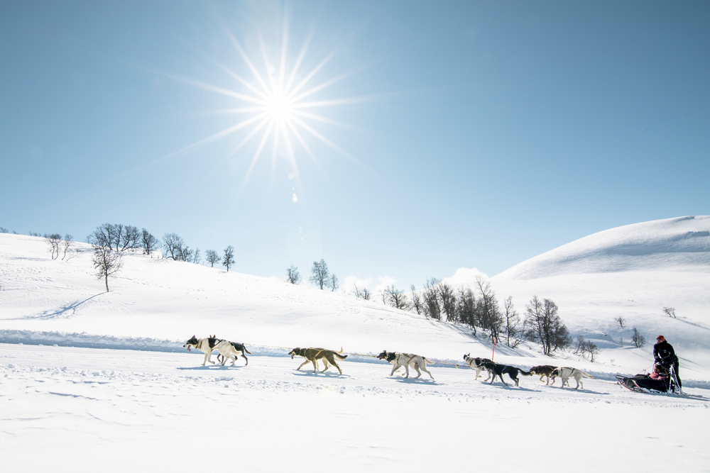 Finnland Huskys